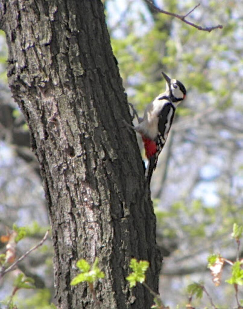 Woodpecker in Prague