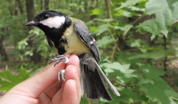 Bird ringing, Czech Republic